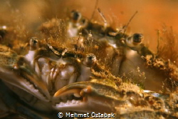 crabs by Mehmet Öztabak 